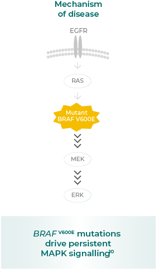 Mechanism of disease (MOA 1/3)