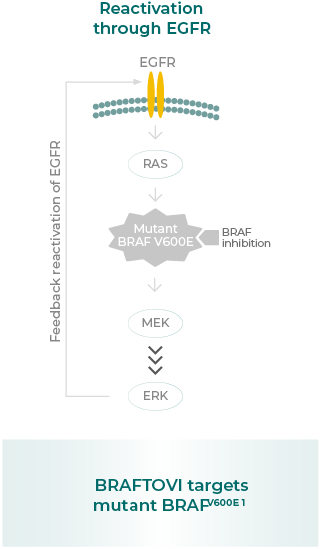 Reactivation through EGFR (MOA 2/3)