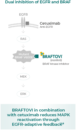 Dual inhibition of EGFR and BRAF (MOA 3/3)